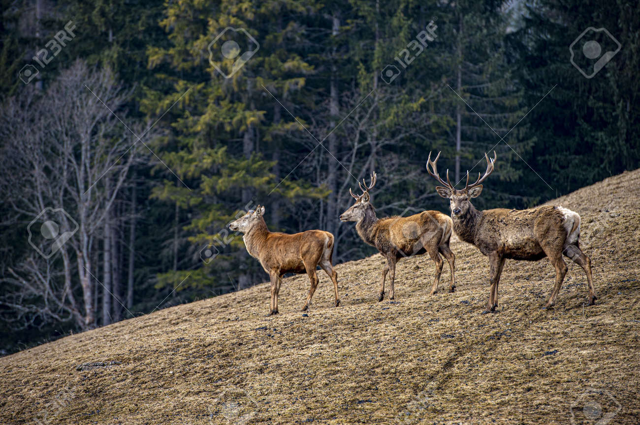 etiam-dictum-ipsum-a-felis