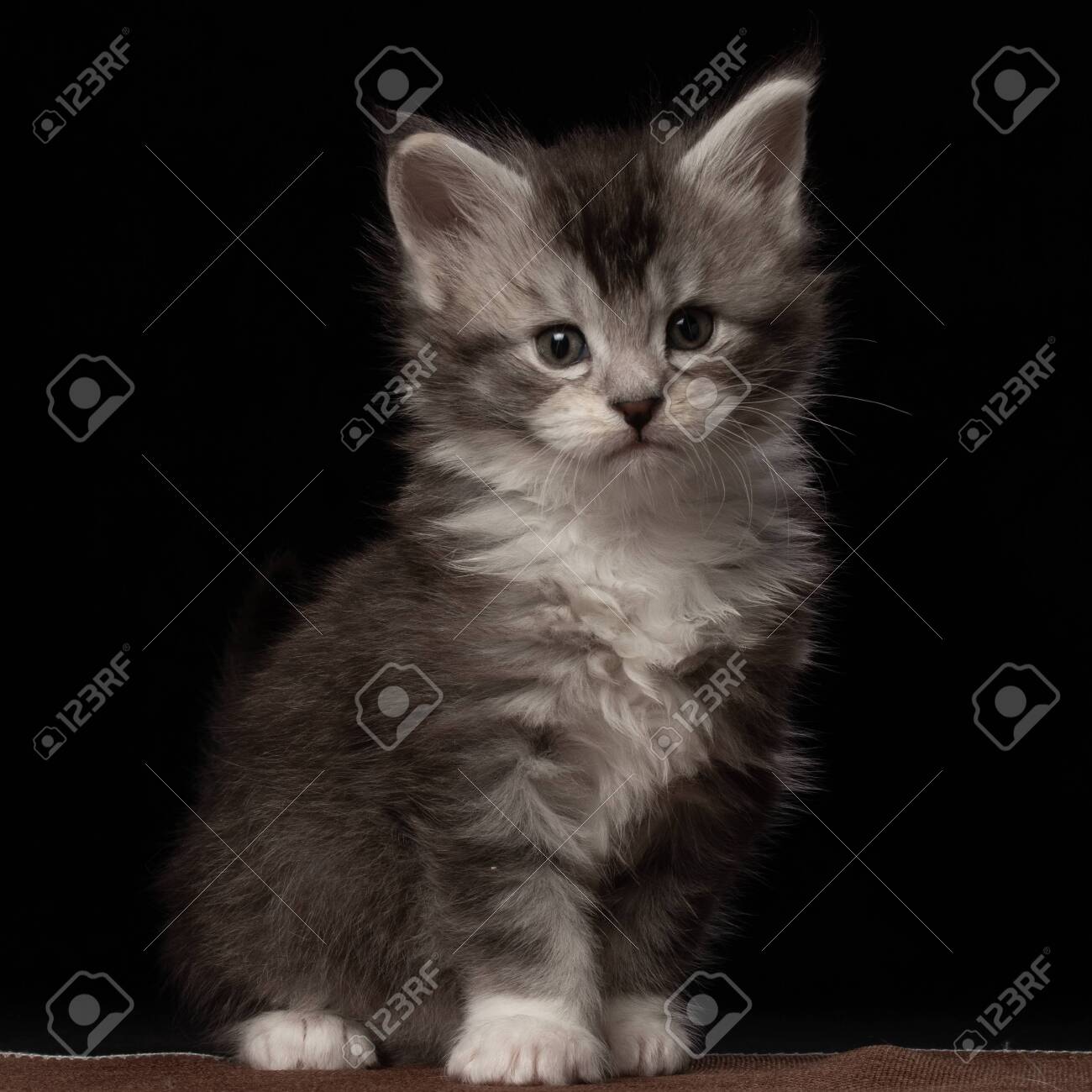 black silver ticked tabby