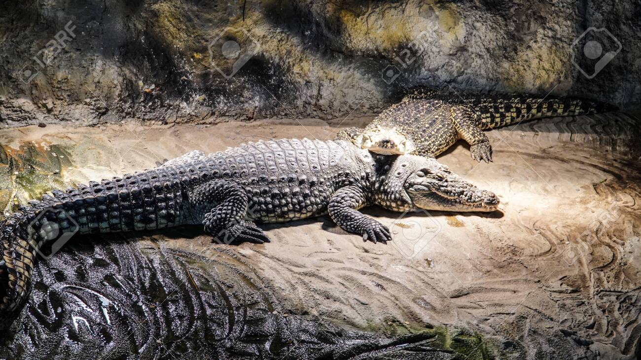 A Baby And A Mother Crocodile In A Zoo Stock Photo Picture And Royalty Free Image Image
