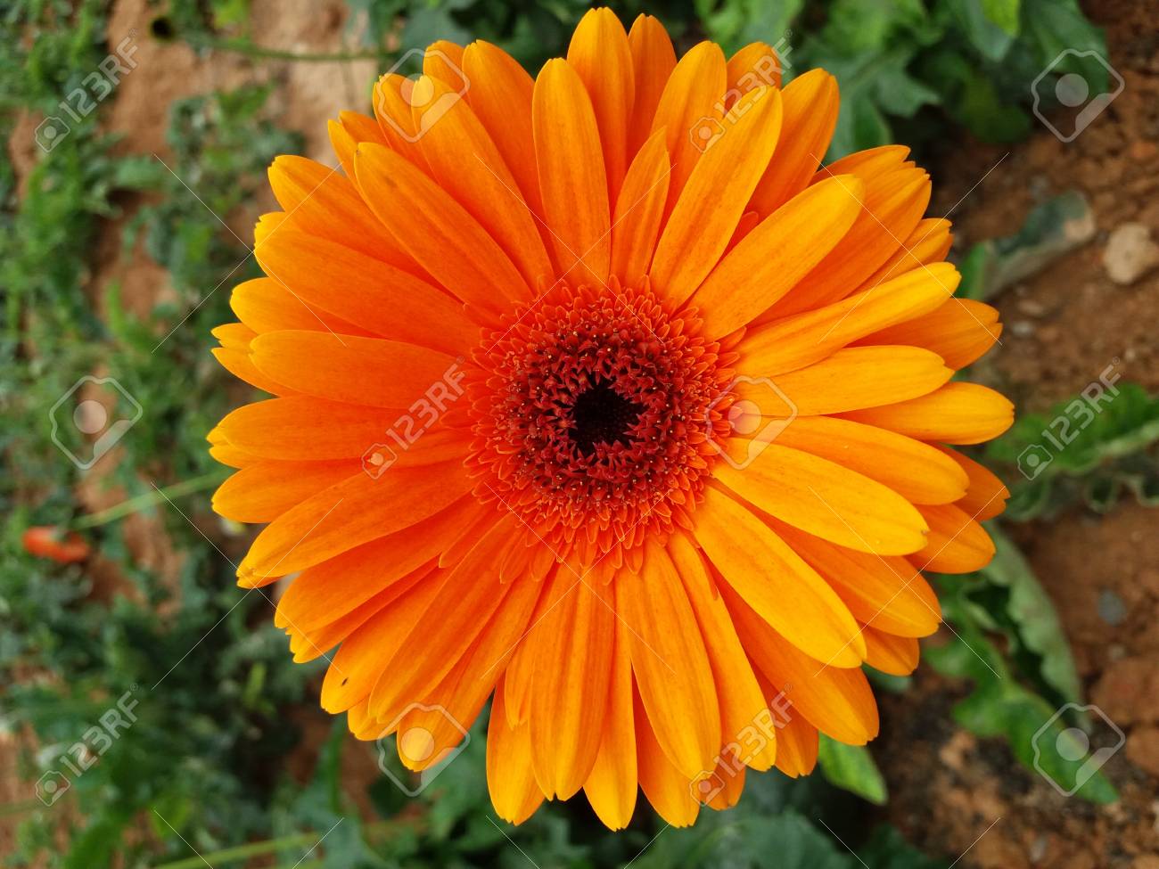 etiam-dictum-ipsum-a-felis