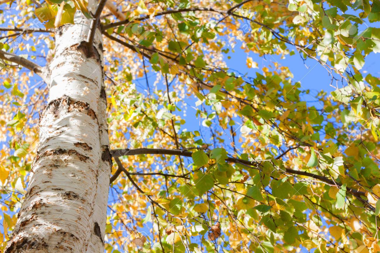 白樺の木紅葉黄色の外観 の写真素材 画像素材 Image