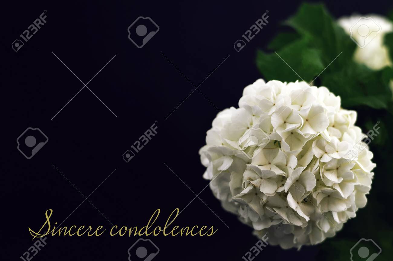 sincere condolences condolence card stock photo picture and