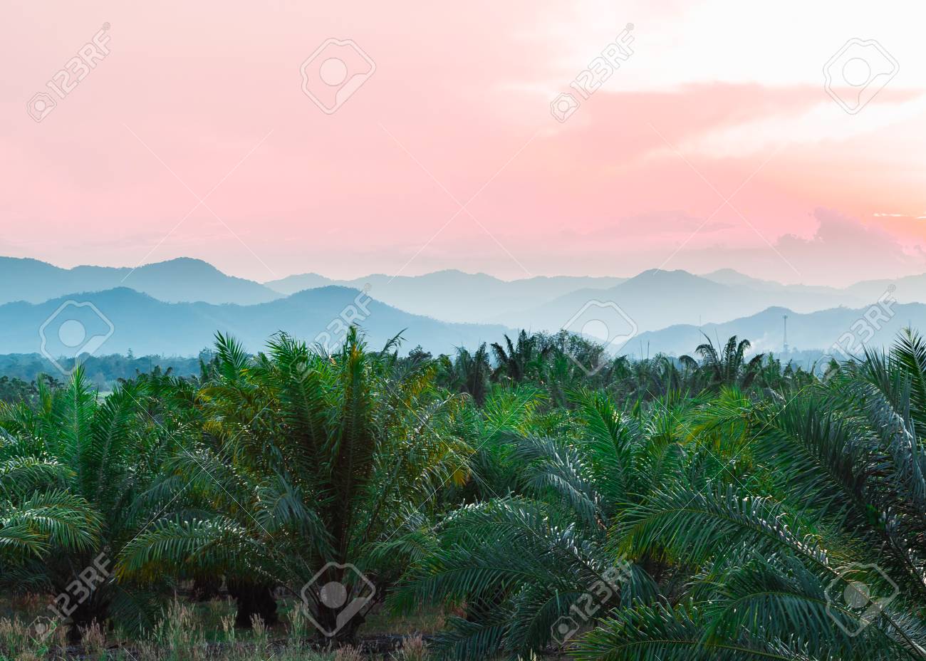 Tropical background of palm trees against mountain and twilight sky. - 105338141 Tropical background of palm trees against mountain and twilight sky. - 105338141