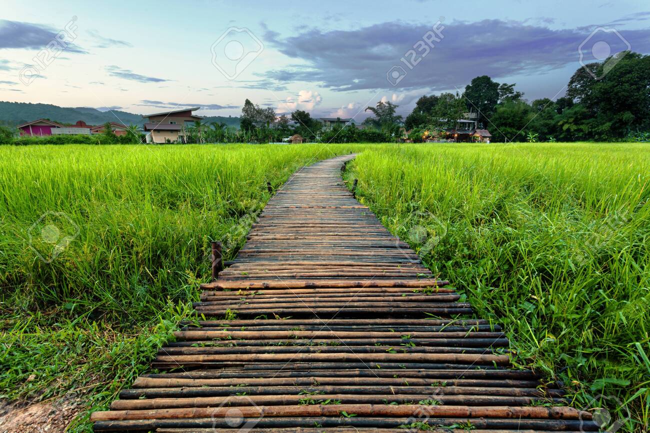 Old brown wooden bridge beside green rice field in the evening/morning at Nakornnayok, Thailand - 132521142 Old brown wooden bridge beside green rice field in the evening/morning at Nakornnayok, Thailand - 132521142