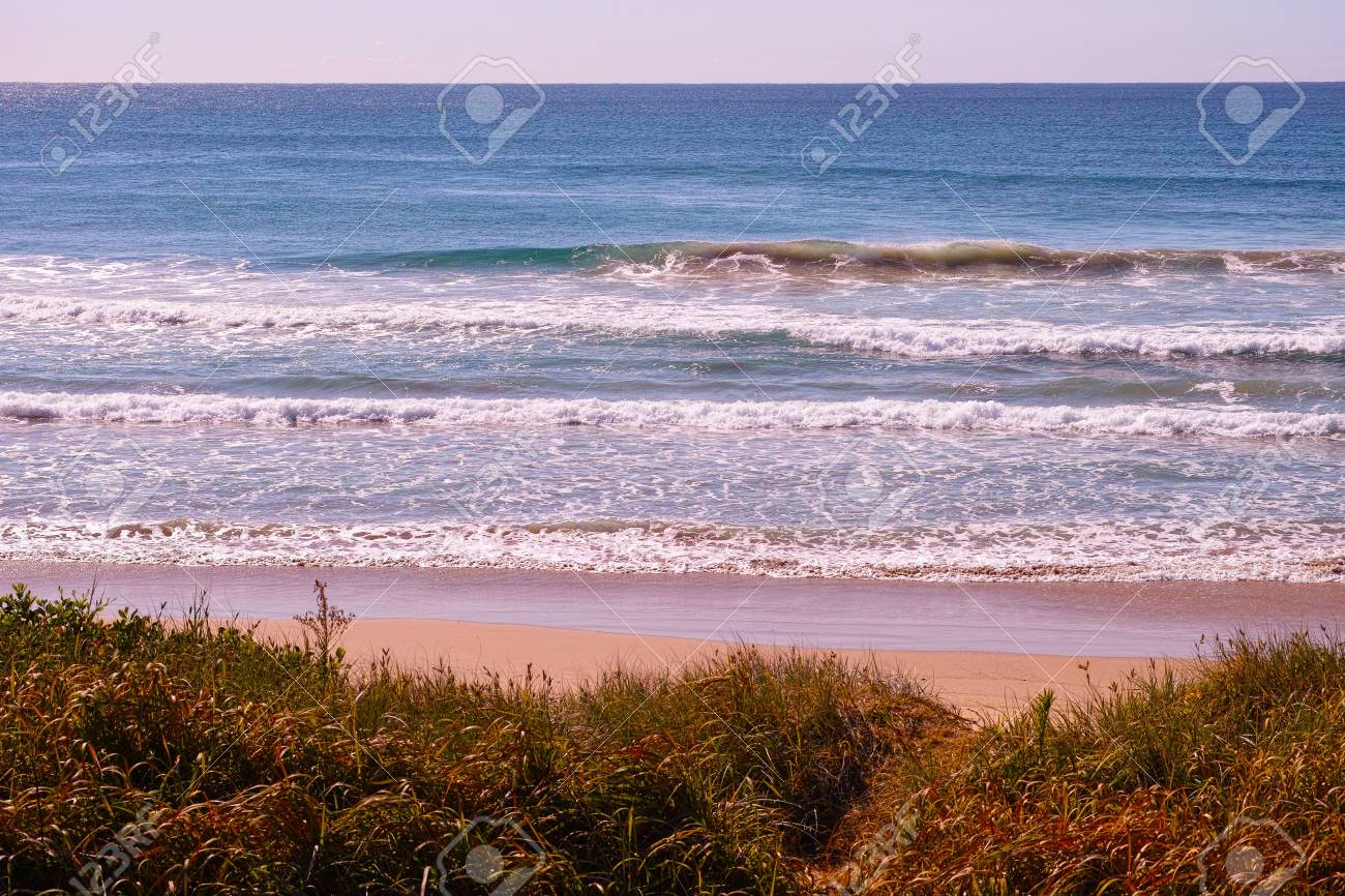 草は コフスハーバーのオーストラリアの海岸でビーチの砂丘を覆われました 太平洋のビーチの芝生の砂の丘 青い海と砂浜のオーストラリア海岸の波 の写真素材 画像素材 Image