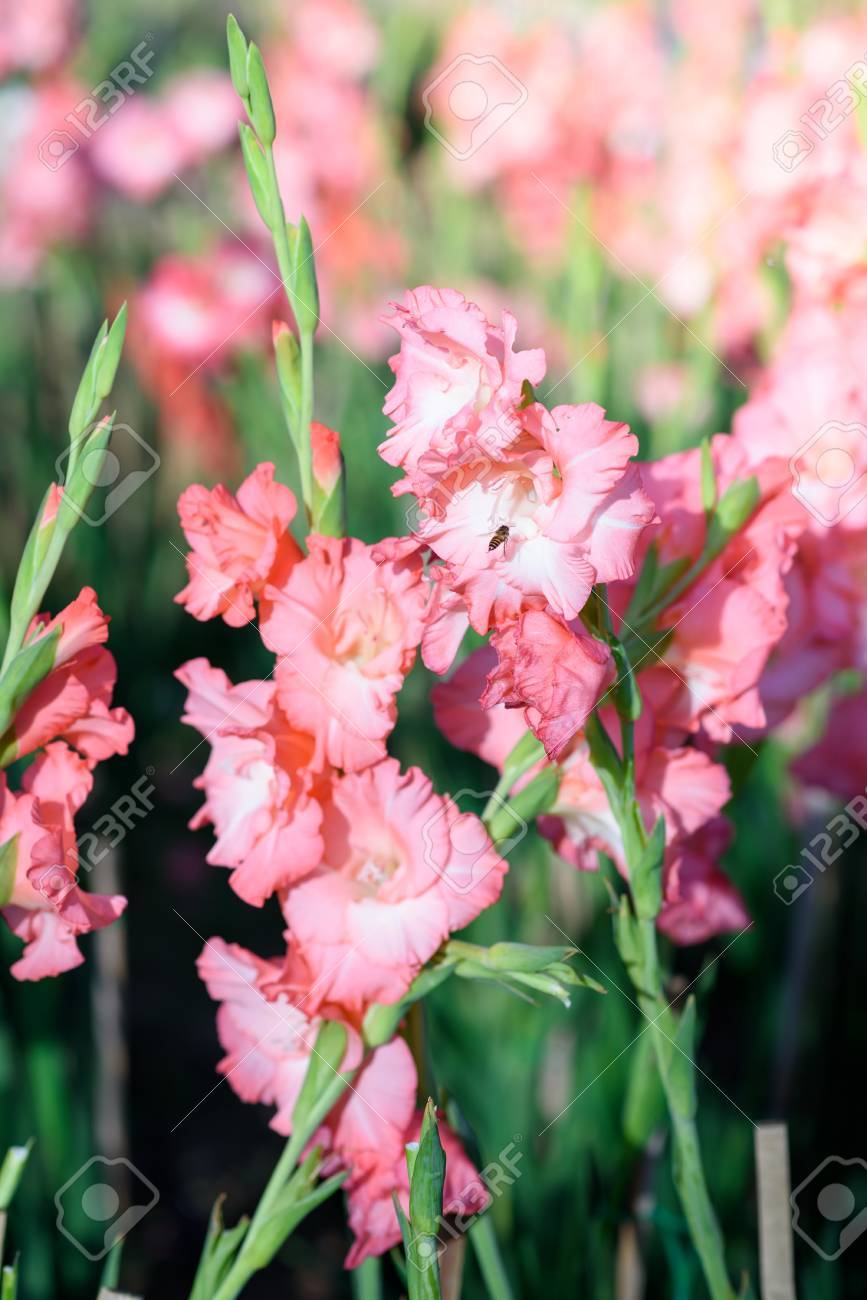 50 グラジオラス 誕生 花 最高の花の画像