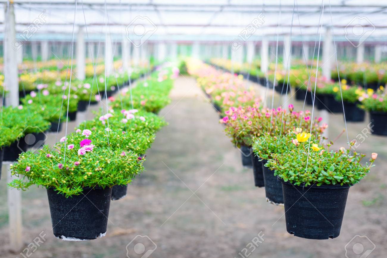 Colgar Macetas En Un Invernadero De Plantas De Vivero, Plantación De Flores  De Fondo Fotos, Retratos, Imágenes Y Fotografía De Archivo Libres De  Derecho. Image 74552278.