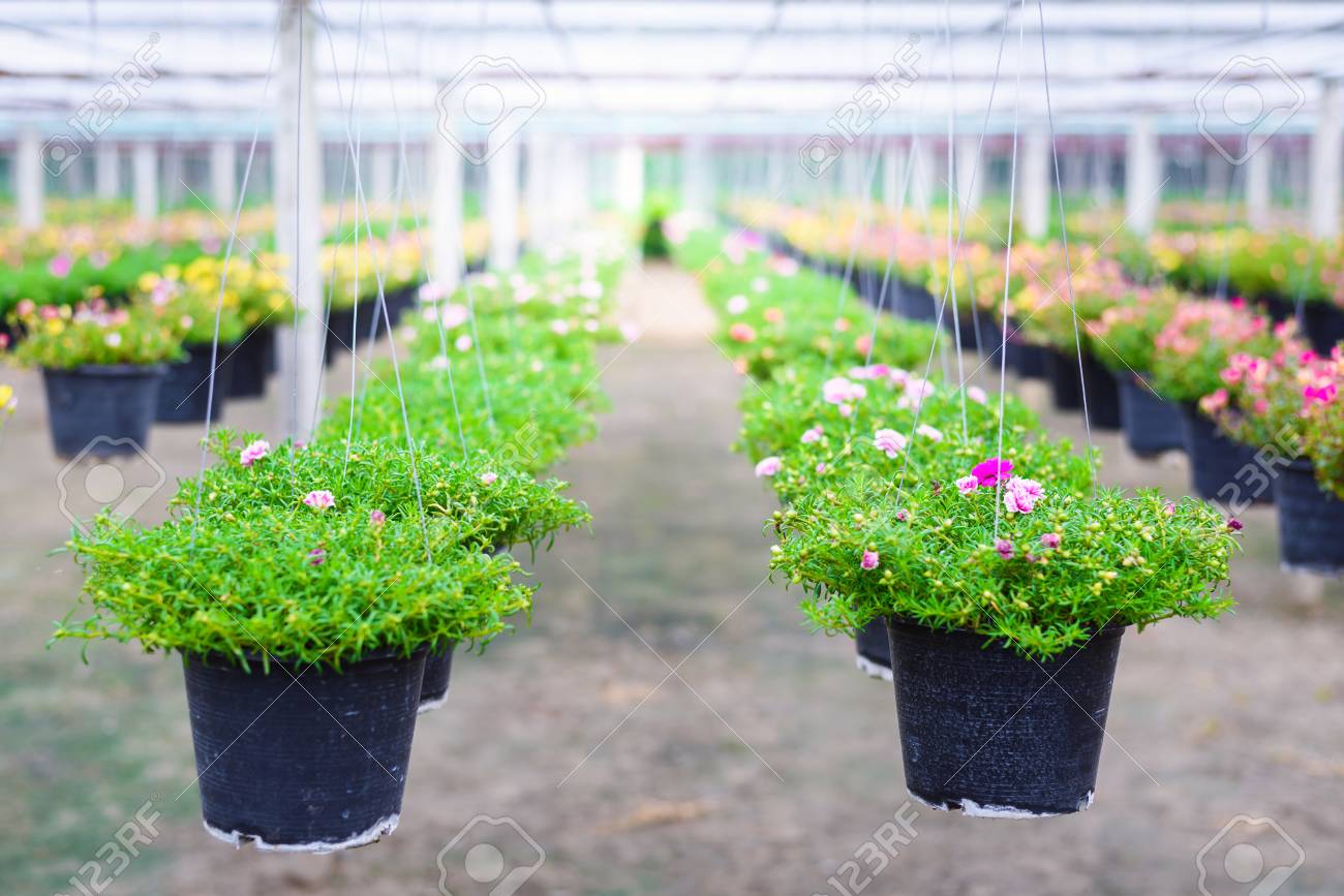 Fondo Invernadero De Bricolaje De Cosecha Propia Invernadero Con Terraza Y  Plantas Fondo, Marco De Fotos De Efecto Invernadero, Cuadro, Marco Imagen  de Fondo Para Descarga Gratuita - Pngtreee