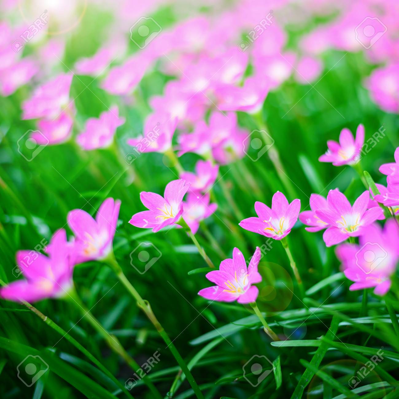 日没 ピンクの花の背景の柔らかな光と梅雨に咲くユリの花を雨します の写真素材 画像素材 Image 日没 ピンクの花の背景の柔らかな光と梅雨に咲くユリの花を雨します の写真素材 画像素材 Image