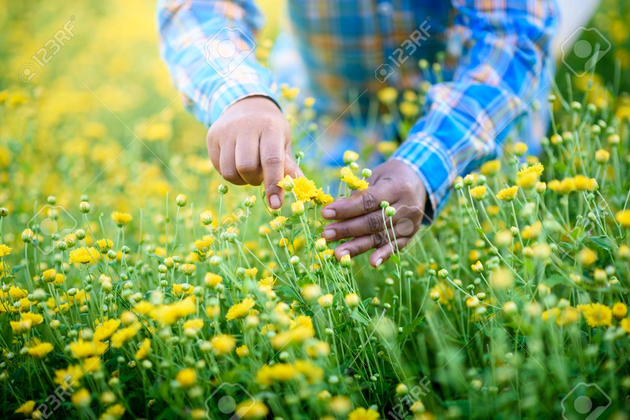 Colhendo Flor De Crisantemo Amarelo Margaridas Em Maos De Fazendeiros Que Flores Na Medicina Tradicional Chinesa Tem Um Efeito Terapeutico Por Isso E Uma Cultura Economica Fotos Retratos Imagenes Y Fotografia De