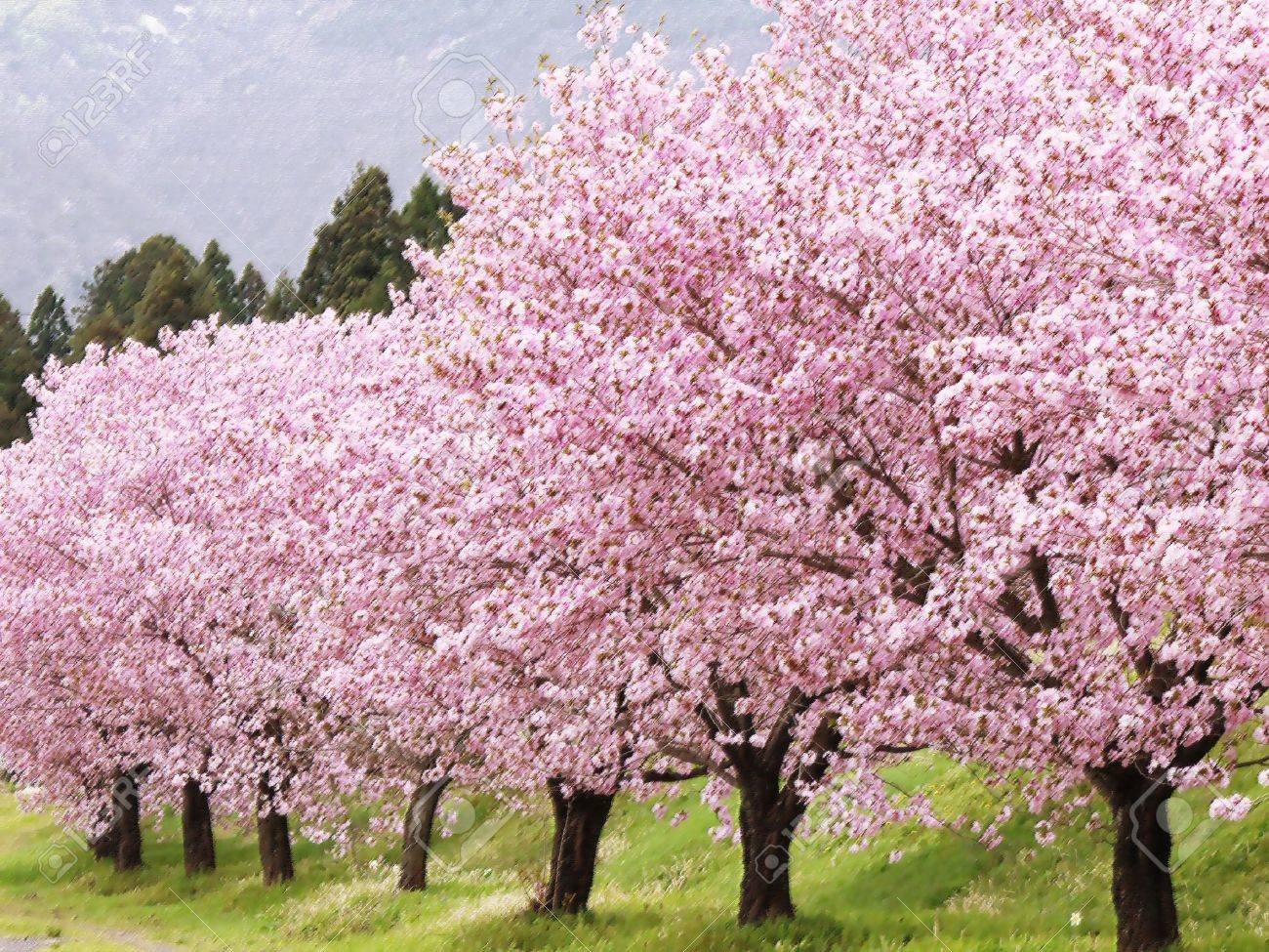 保障できる 桜の木 ブラインド