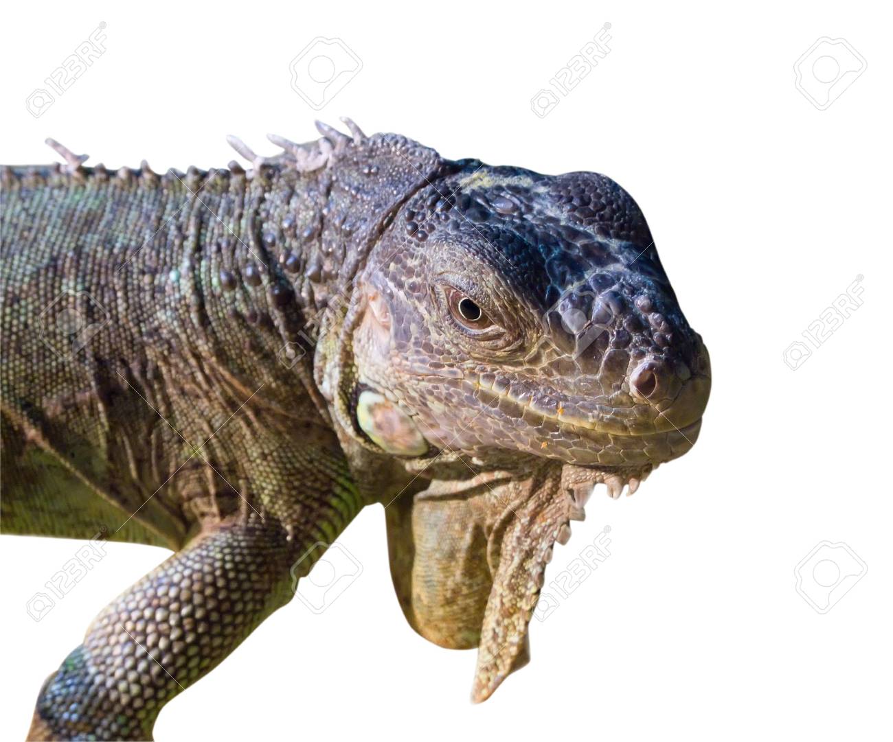 etiam-dictum-ipsum-a-felis