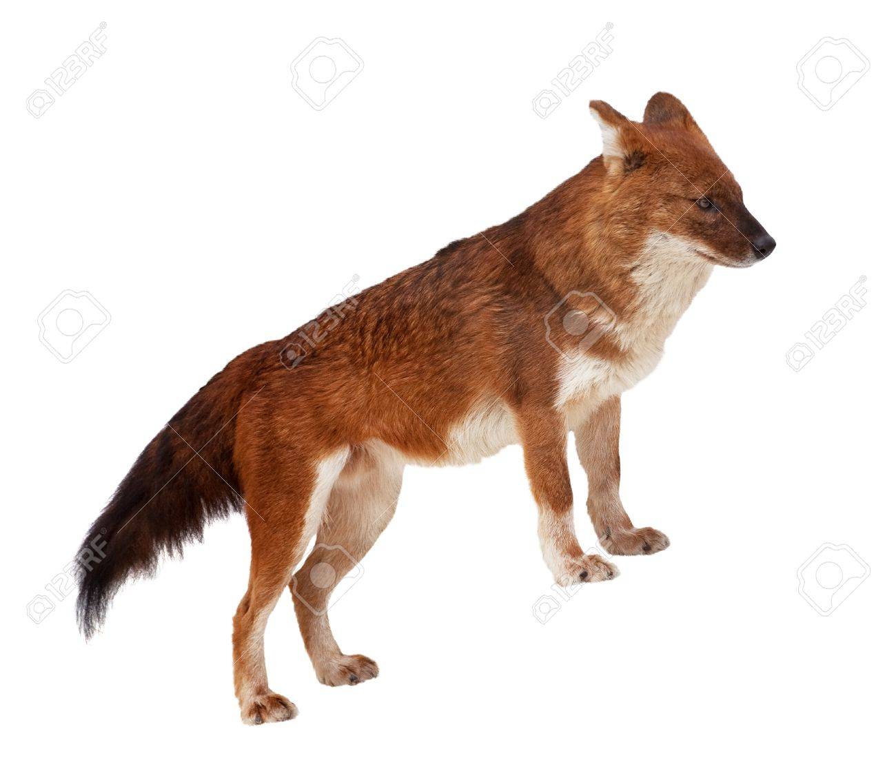 Dhole (Cuon Alpinus). Isolated Over White Background Stock Photo, Picture  And Royalty Free Image. Image 13086344.