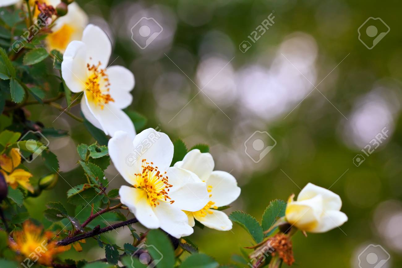 野ばらの花に対しては Copyspace と背景をぼかし の写真素材 画像素材 Image