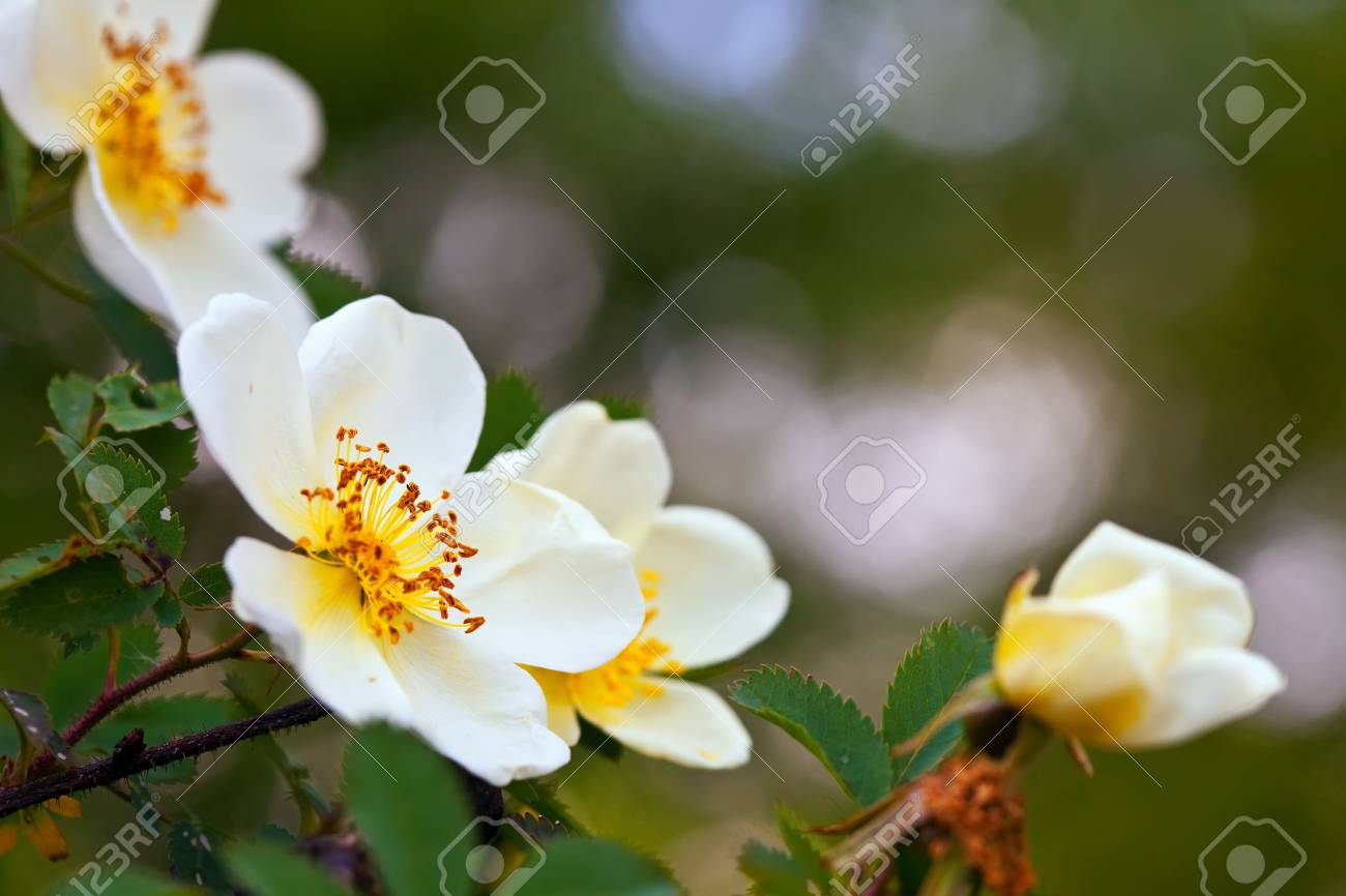 に対して野ばらの花は 春紅葉背景をぼかし の写真素材 画像素材 Image