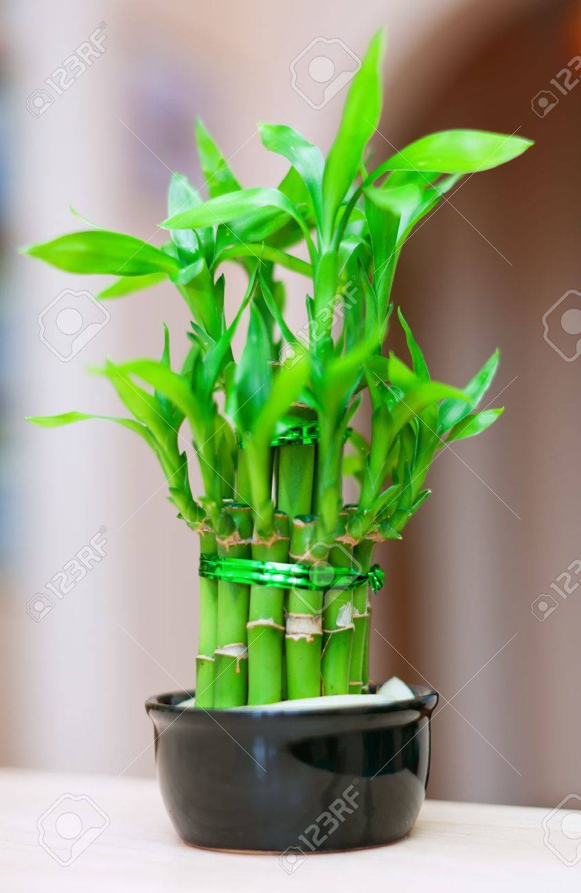 家のインテリアでポットのラッキーバンブー プラント の写真素材 画像素材 Image