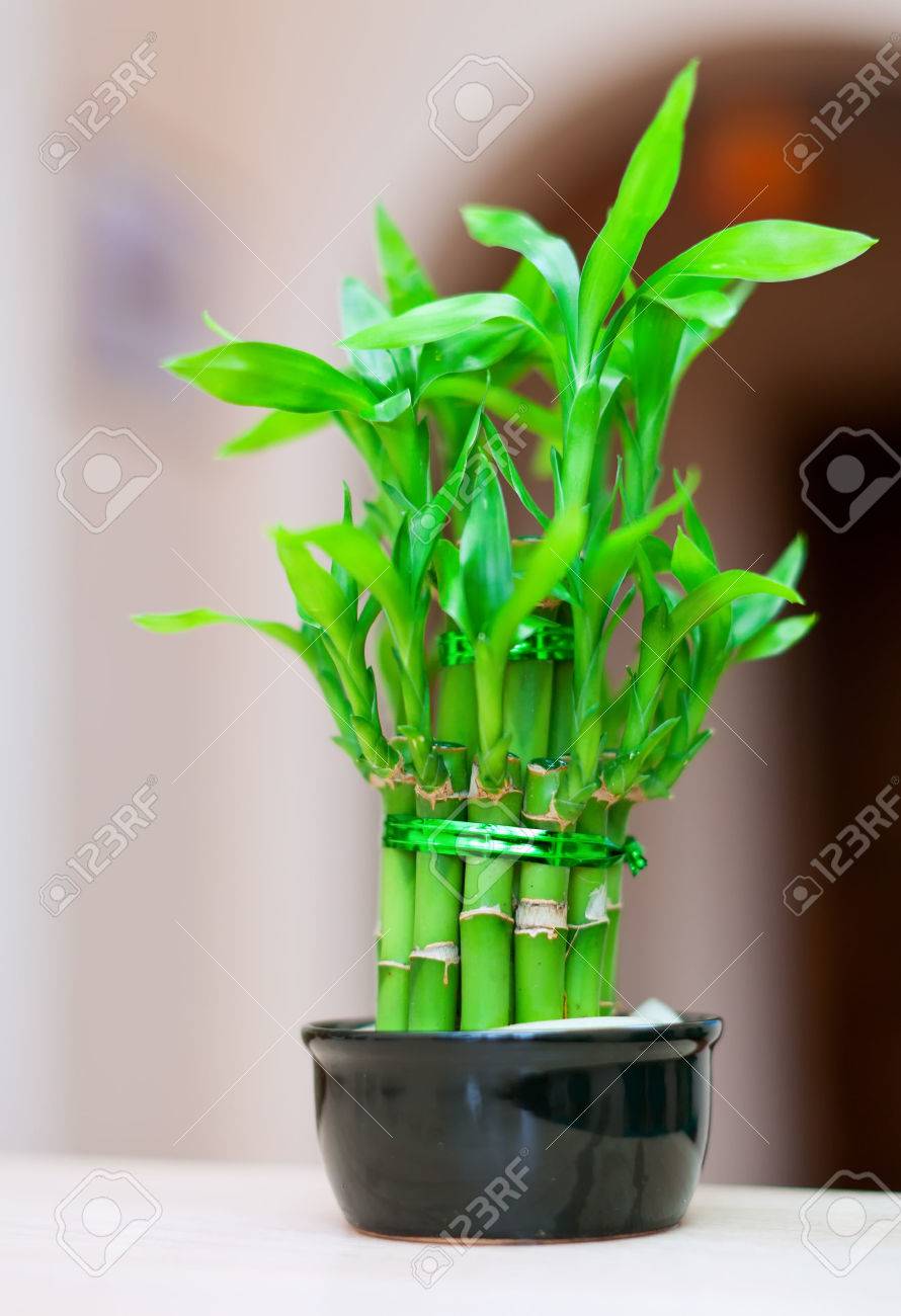 家のインテリアでポットのラッキーバンブー プラント の写真素材 画像素材 Image
