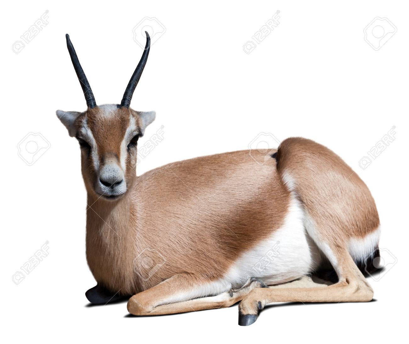 gazelle adulte