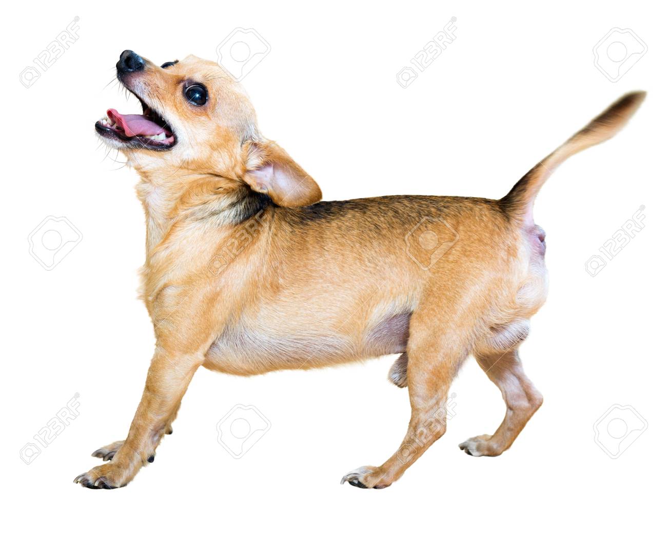 Russkiy Toy Petit Chien Russe 21 Photos 1 Review