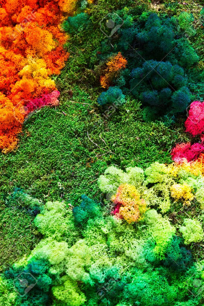 nature colorful background lichen on moss grown surface close up nature colorful