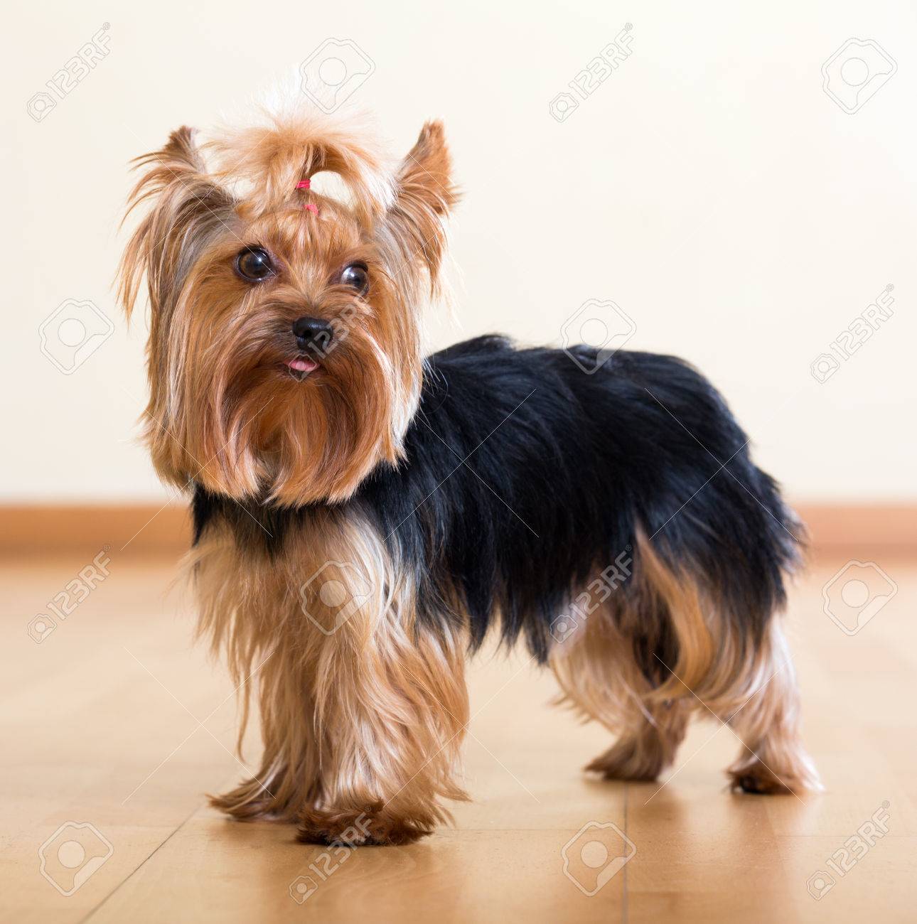 人気のある犬種ヨークシャー テリア の写真素材 画像素材 Image 3771