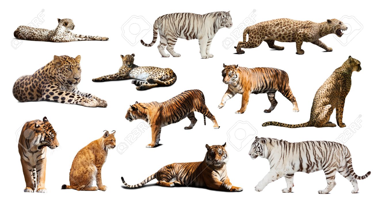 Banque d\u0027images , Ensemble de tigre et autres grands chats sauvages. Isolé sur fond blanc avec l\u0027ombre