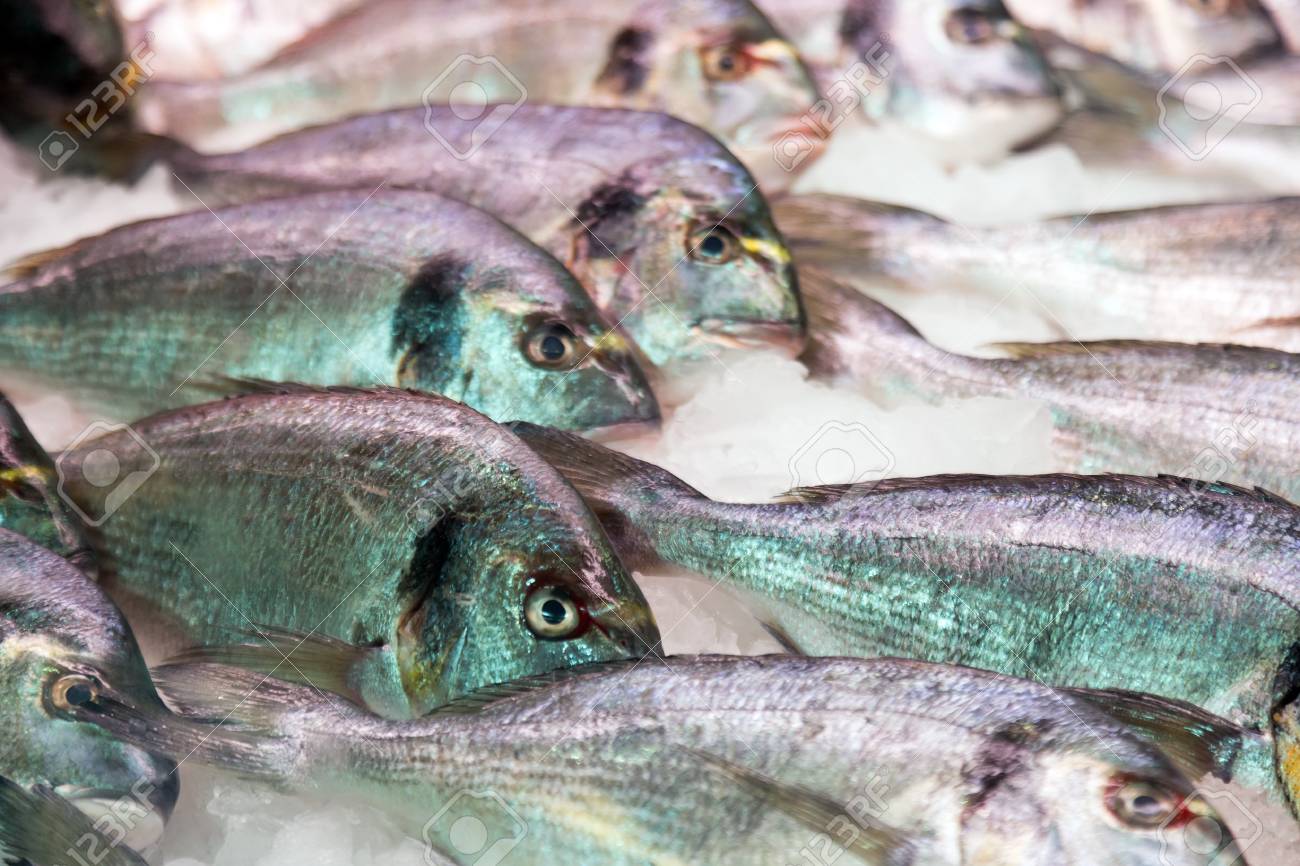 生フレッシュ ヨーロッパヘダイ魚地中海市場のカウンターの上 の写真素材 画像素材 Image