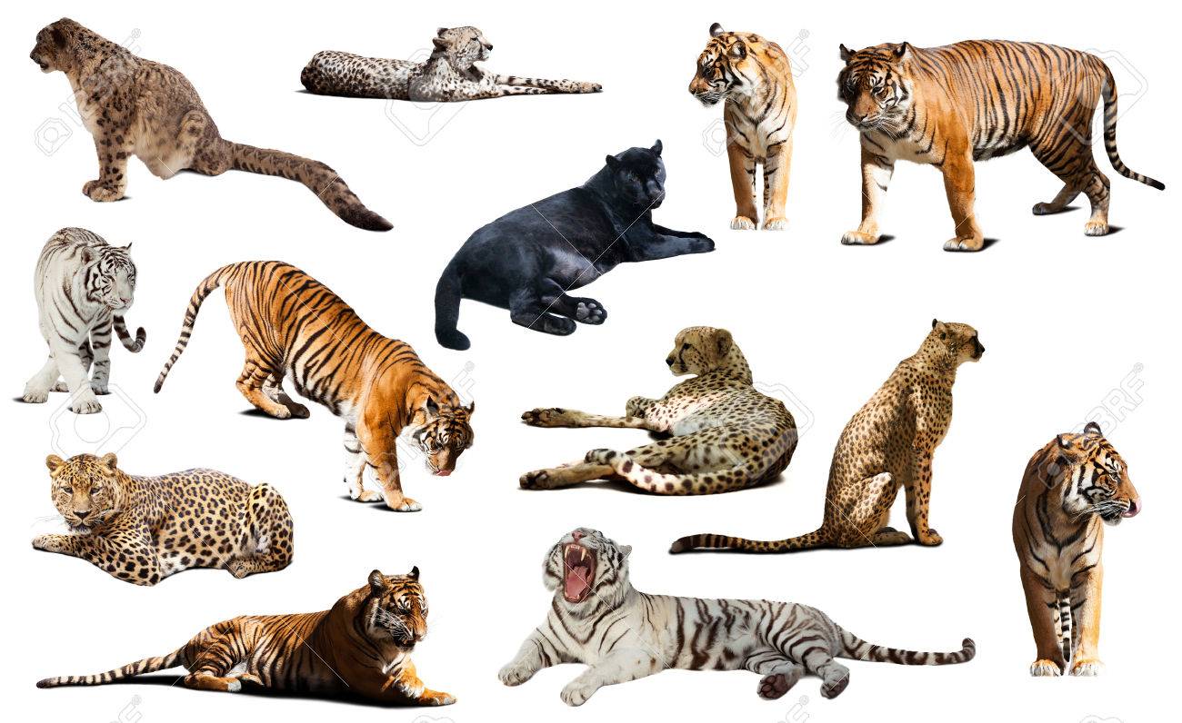 Banque d\u0027images , Tigre et autres grands chats sauvages. Isolé sur fond blanc avec l\u0027ombre