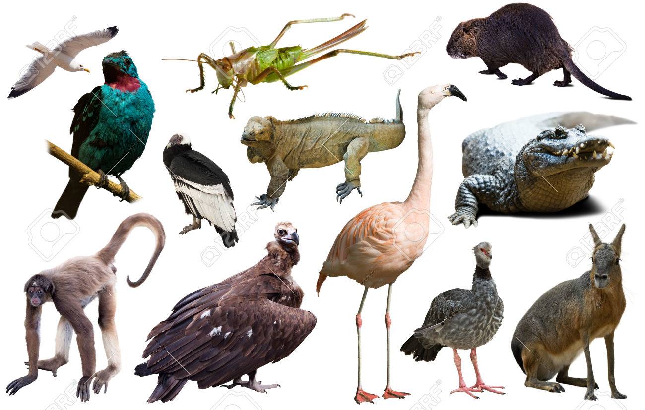 Resultado de imagen para aves y reptiles