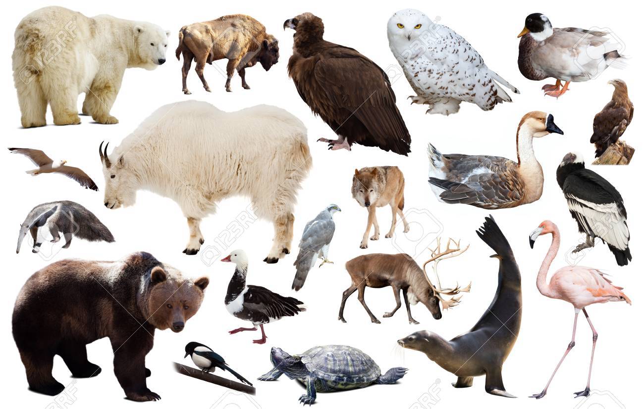 Set Of Various North American Wild Animals Including Birds And Mammals Isolated On White Stock Photo, Picture And Royalty Free Image. Image 81411858. Set Of Various North American Wild Animals Including Birds And Mammals Isolated On White Stock Photo, Picture And Royalty Free Image. Image 81411858.