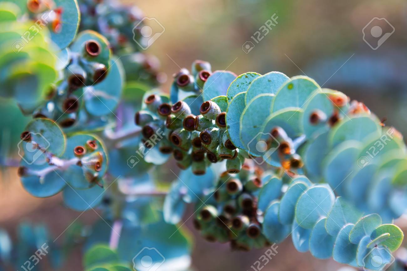 Book Leaf Mallee Eucalyptus Krueseana Plant Stock Photo Picture And Royalty Free Image Image 84948838