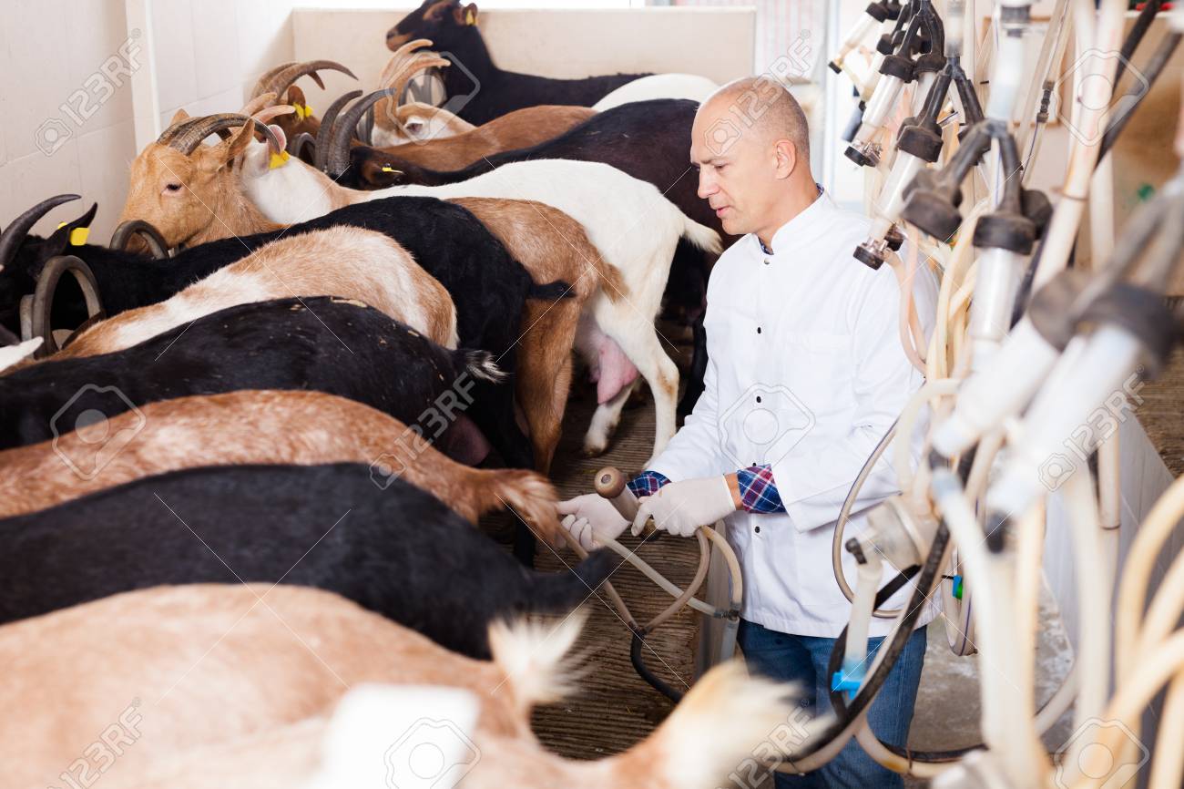 Men Milking Men Men Milking Men