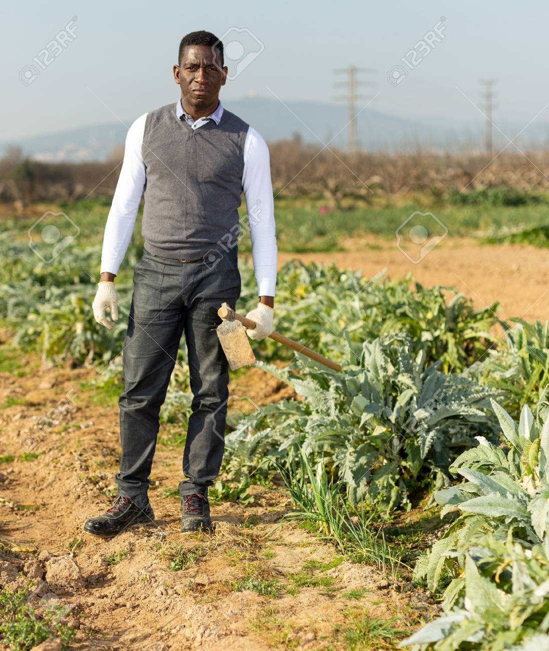 Iakov Filimonov (JackF)Growing Artichoke Plants Stock Photo pic