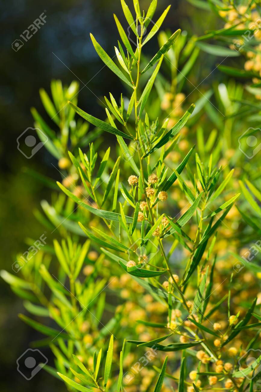 Closeup of Acacia dodonaeifolia globular yellow flower heads on green leaves background in spring - 123004473 Closeup of Acacia dodonaeifolia globular yellow flower heads on green leaves background in spring - 123004473
