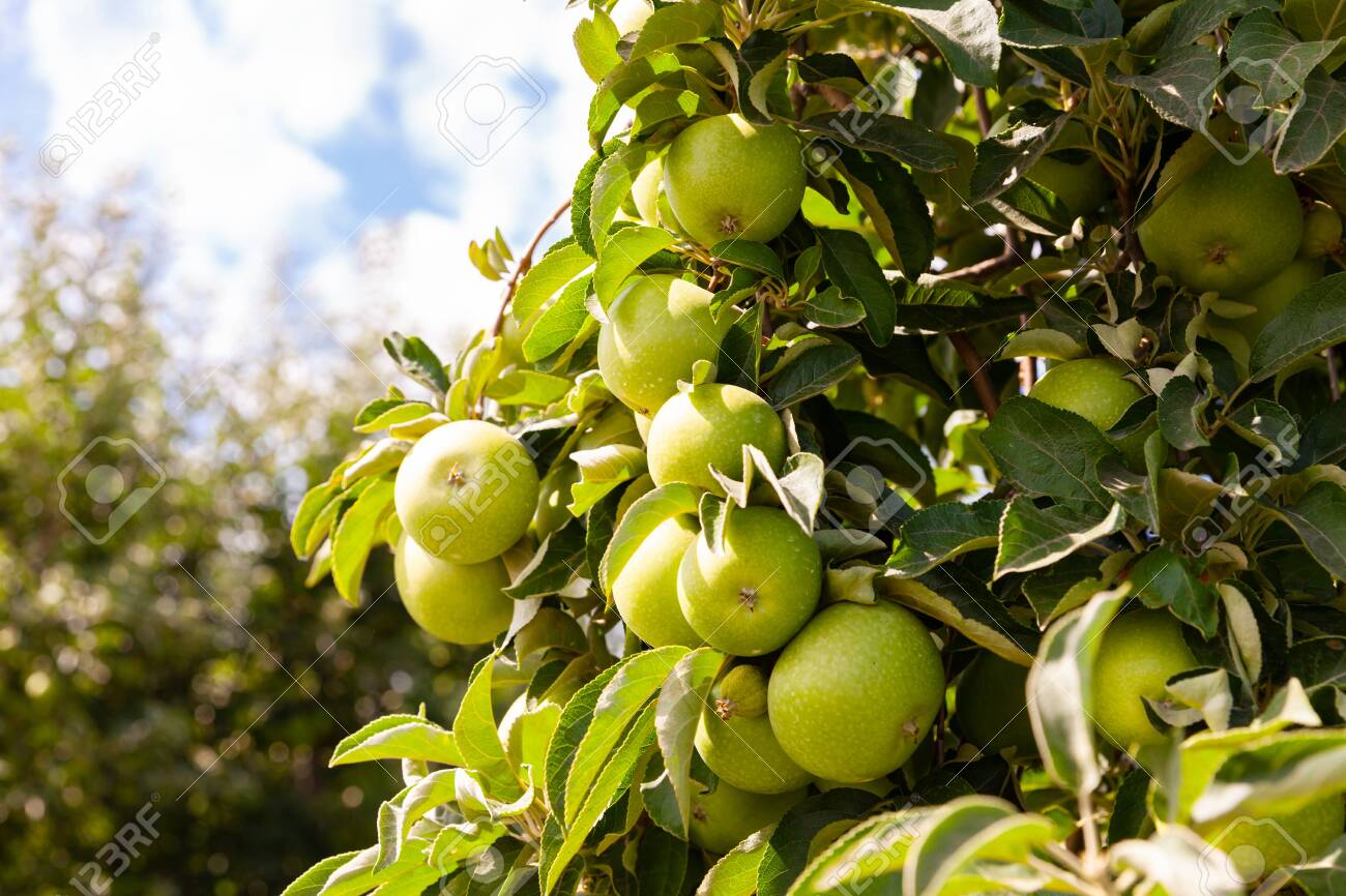 Rich farm harvest, ripe apples on branches in green foliage in summer orchard - 130848038 Rich farm harvest, ripe apples on branches in green foliage in summer orchard - 130848038