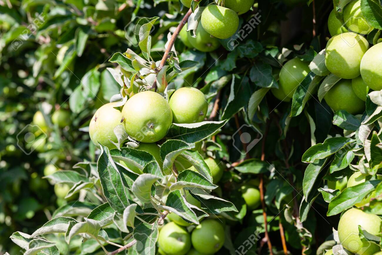 Juicy apples on apple tree branches ready to be harvested in summer fruit garden - 134071211 Juicy apples on apple tree branches ready to be harvested in summer fruit garden - 134071211