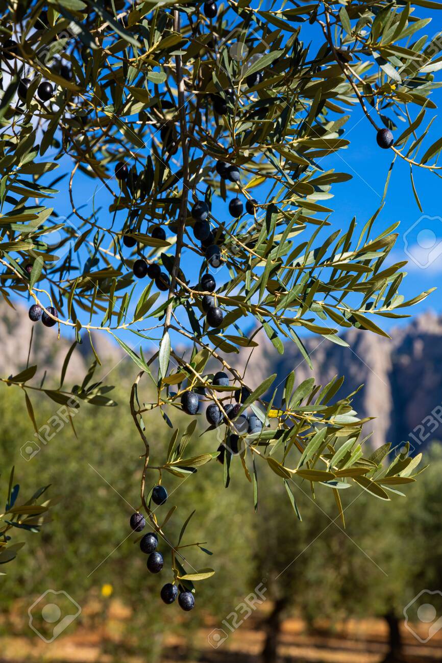 Closeup of olive tree branches with ripe black olives on plantation. Harvest time - 138197209 Closeup of olive tree branches with ripe black olives on plantation. Harvest time - 138197209
