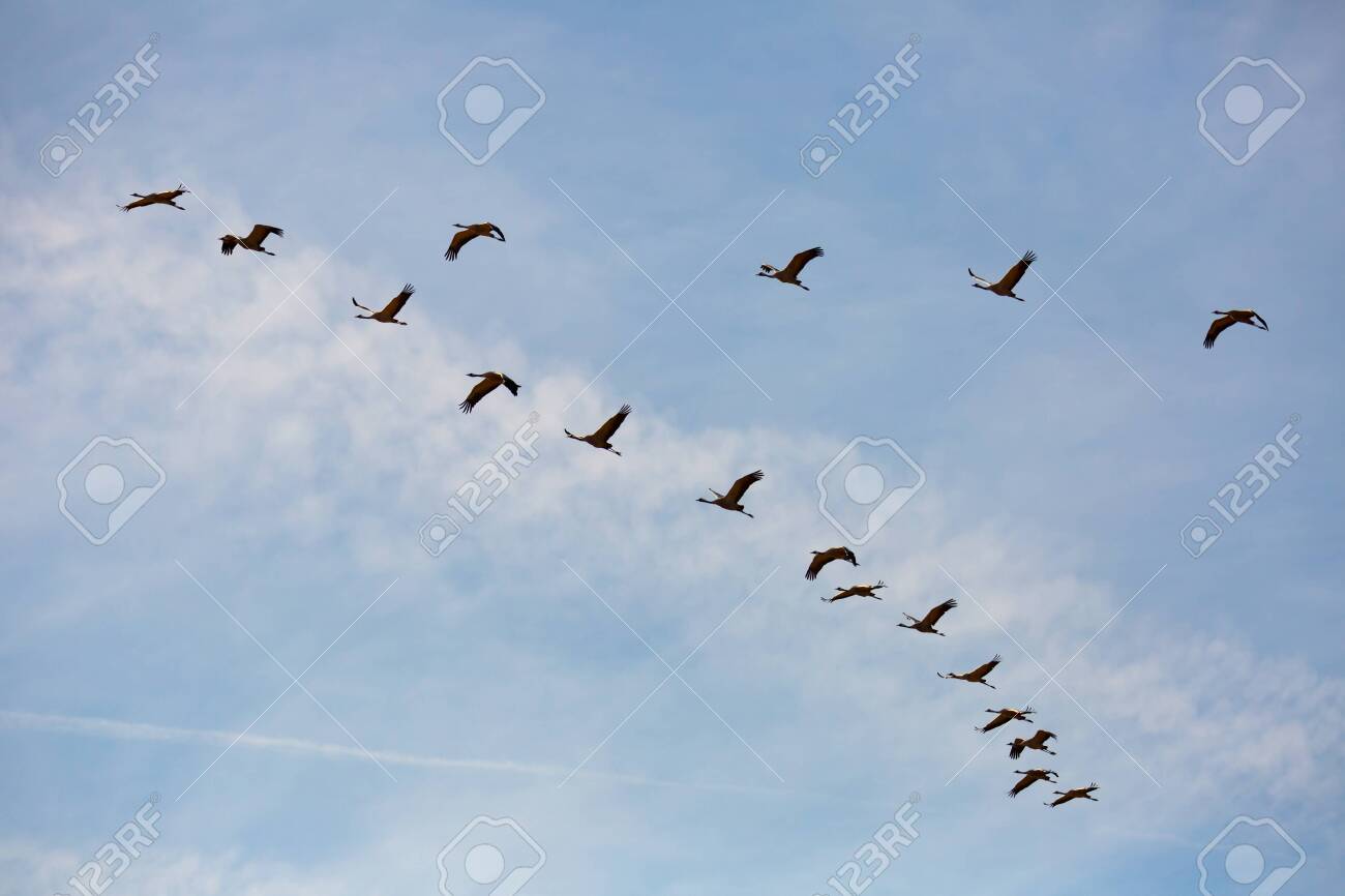 Migration of common cranes (Grus) from wintering. Birds flying in blue sky on spring day - 142902824 Migration of common cranes (Grus) from wintering. Birds flying in blue sky on spring day - 142902824