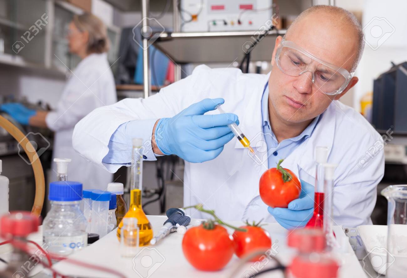 Scientist injecting reagent into tomatoes - 156999372 Scientist injecting reagent into tomatoes - 156999372