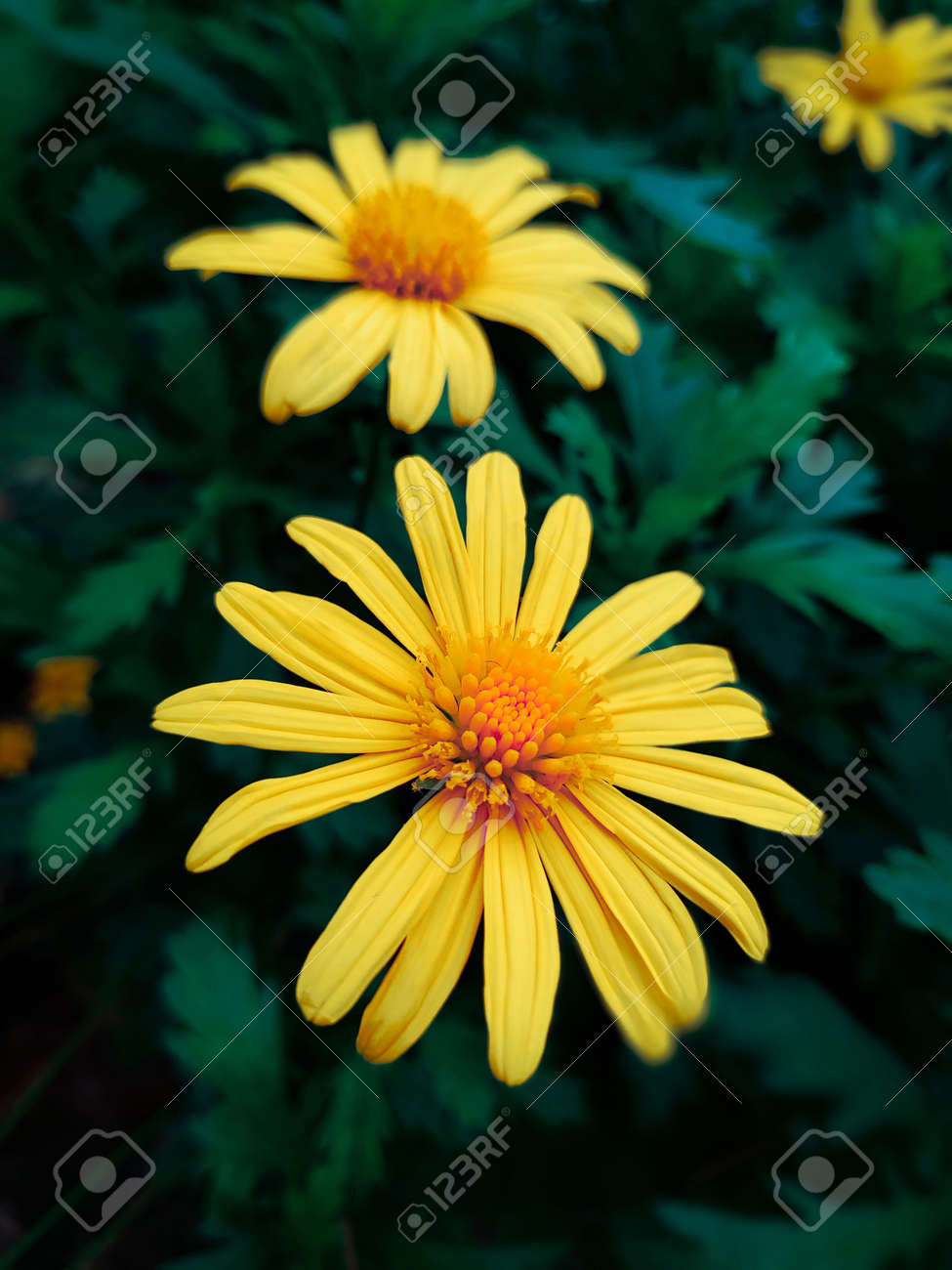 etiam-dictum-ipsum-a-felis