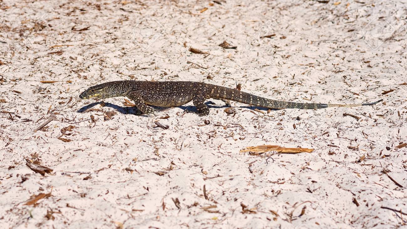 A Monitor Goanna In Its Habitat Of The White Silica Sand Of Whitehaven Beach In The Whitsunday Islands Of Australia Stock Photo, Picture And Royalty Free Image. Image 107486401.