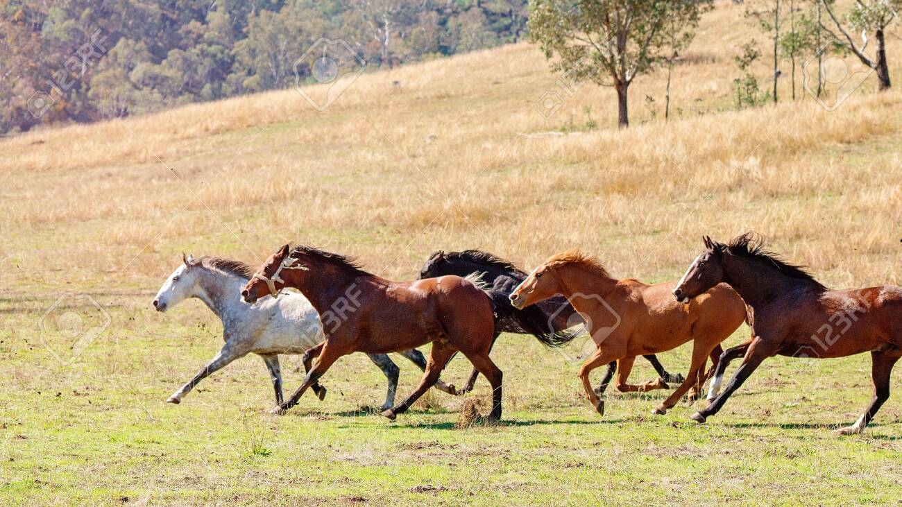 A Herd Of Strong And Fast Wild Horses Racing Across The Plains Stock Photo Picture And Royalty Free Image Image 120672726