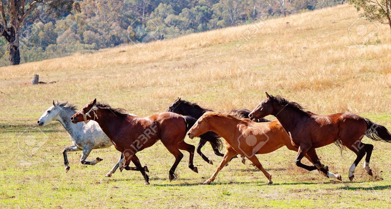 A Herd Of Strong And Fast Wild Horses Racing Across The Plains Stock Photo Picture And Royalty Free Image Image 120672851