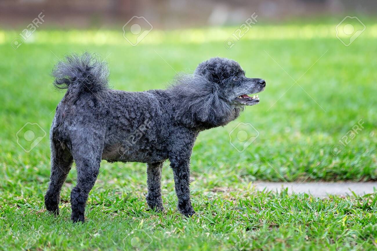 toy poodle barking