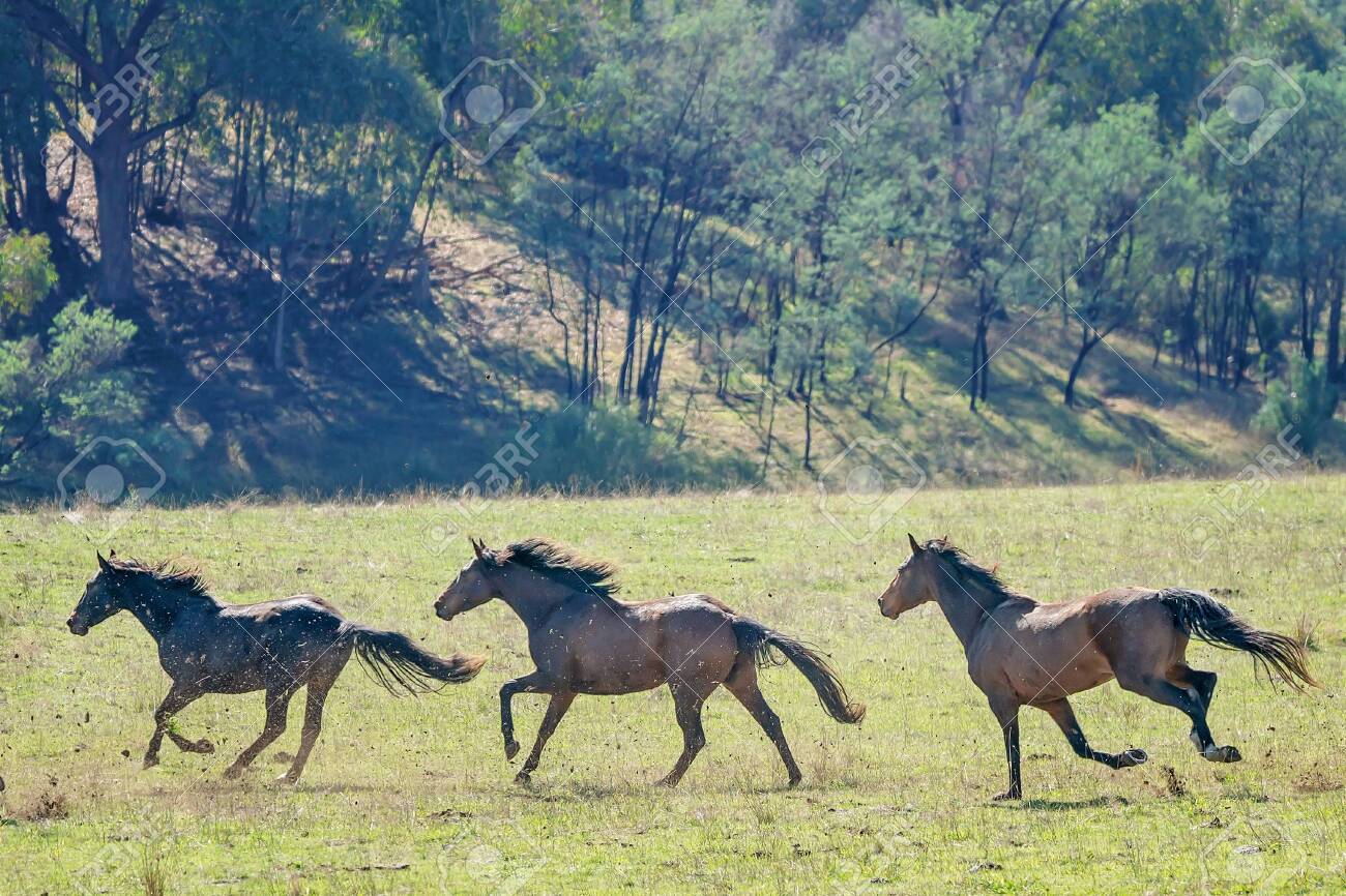 Three Magnificent Australian Wild Horses Running Fast Across Stock Photo Picture And Royalty Free Image Image 123815056
