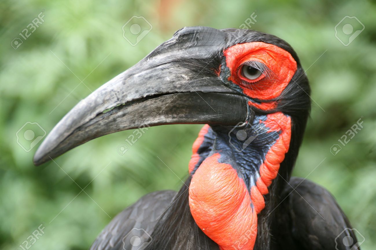 アフリカの地面サイチョウ 鳥絶滅危惧種 美しい赤い頬と長いまつげ の写真素材 画像素材 Image