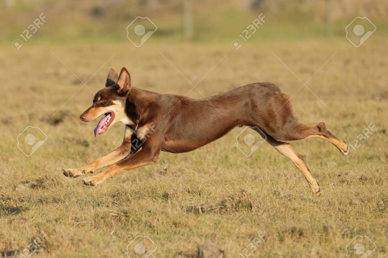 happy dog running