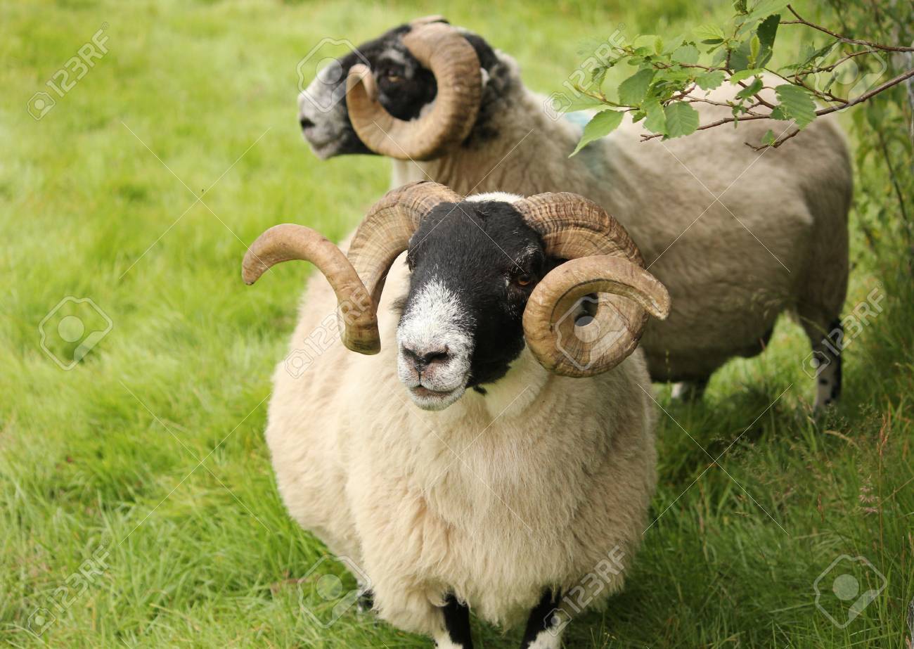 Moutons Dans Les Highlands Ecossais En Ecosse Banque D Images Et Photos Libres De Droits Image