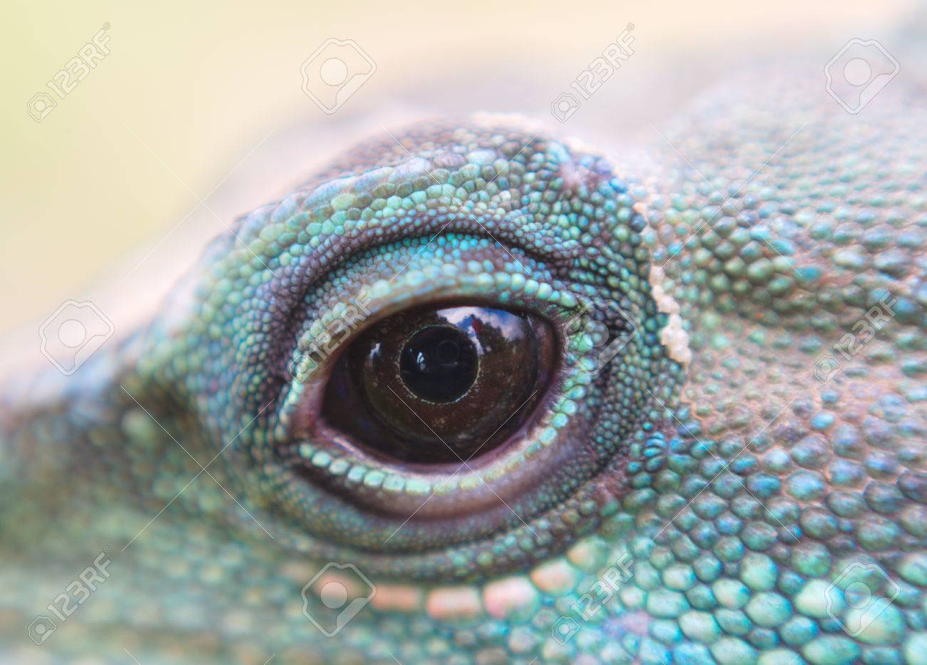 Water Dragon Iguana Reptile Eye Close Up Stock Photo Picture And