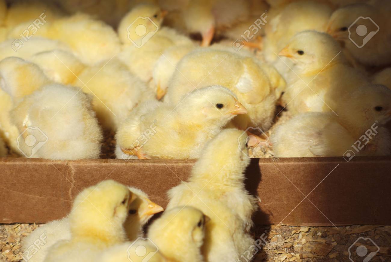 Natural Chicks